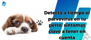 ¿Cómo me doy cuenta si mi perro tiene parvovirus?