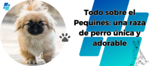 Perro Pequinés – Características e Información
