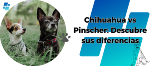 Pinscher Vs Chihuahua: ¿Quien gana? descubre las diferencias