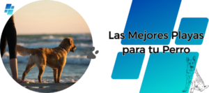 Playas para perros en Andalucía: diversión garantizada para tu mascota