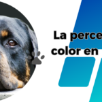 ¿Qué colores puede ver un perro?
