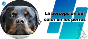 ¿Qué colores puede ver un perro?