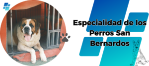 ¿Qué tiene de especial los perros San Bernardo? 