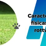 Rottweiler: Características, Habilidades y Entrenamiento