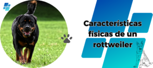 Rottweiler: Características, Habilidades y Entrenamiento
