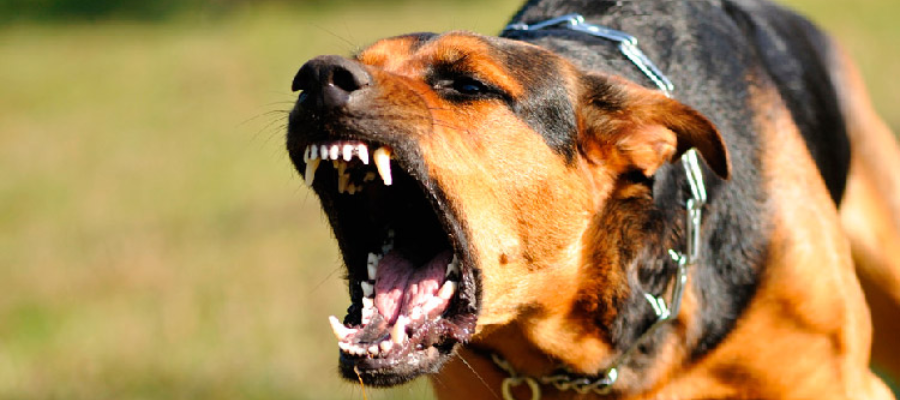 ¿Qué es la agresividad en los perros?