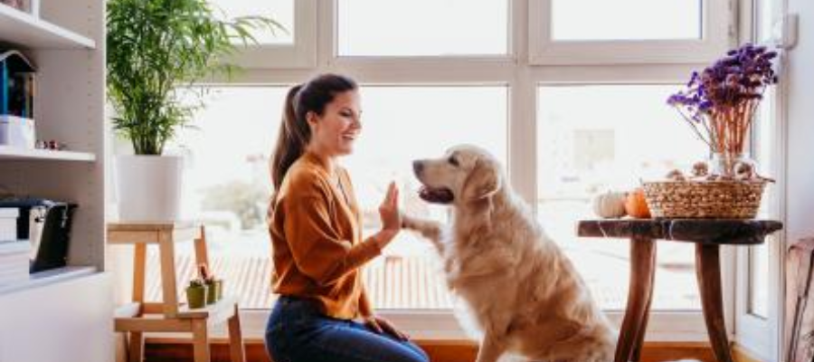 Características de un perro fiel y obediente